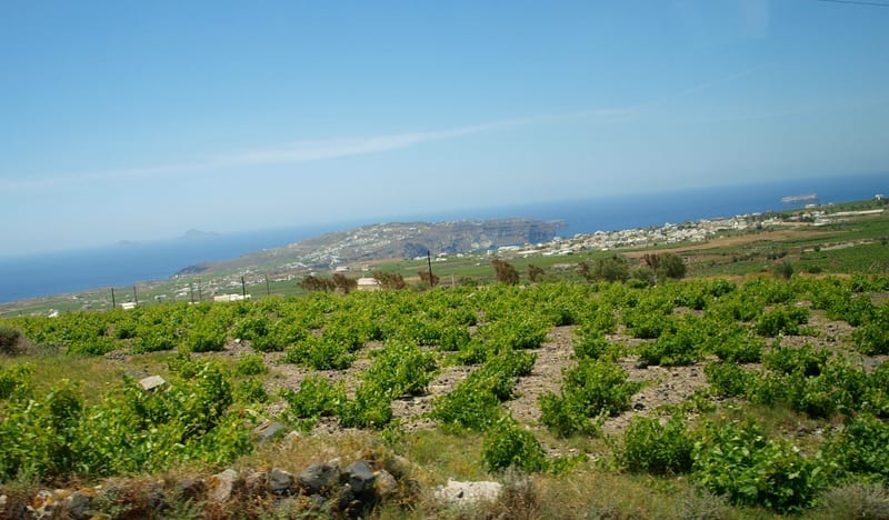 Santorini vineyard terraces and Assyrtiko vines on volcanic soil